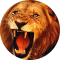 Anees Sarwar Avatar